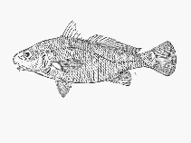 Image of Johnius fuscolineatus (Bellfish)