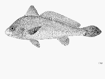 Image of Johnius mannarensis (Mannar croaker)