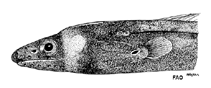 Image of Kaupichthys nuchalis (Collared eel)
