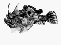 Image of Kuiterichthys furcipilis (Rough anglerfish)