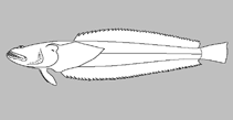 Image of Crapatalus novaezelandiae 