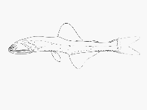 Image of Lampanyctus ater (Dusky lanternfish)