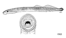 Image of Lampetra ayresii (Western river lamprey)