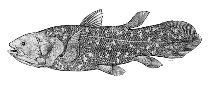 Image of Latimeria chalumnae (Coelacanth)