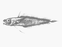 Image of Laemonema compressicauda 