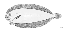 Image of Laeops gracilis (Philippine slender flounder)