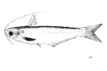 Image of Laides hexanema 