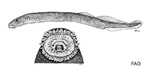 Image of Lampetra lanceolata (Turkish brook lamprey)