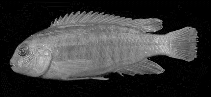 Image of Labidochromis mbenjii 