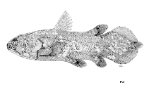 Image of Latimeria menadoensis (Sulawesi coelacanth)