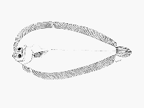 Image of Laeops natalensis (Khaki flounder)