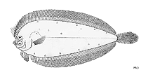 Image of Laeops nigromaculatus (Blackspotted flounder)