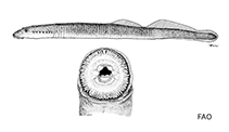 Image of Lampetra pacifica (Pacific brook lamprey)