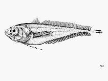 Image of Laemonema verecundum (Bighead mora)