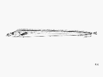Image of Lepidopus calcar (Hawaiian ridge scabbardfish)