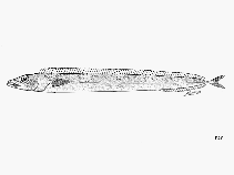 Image of Lepidopus fitchi (Pacific scabbardfish)