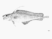 Image of Lepidion lepidion (Mediterranean codling)