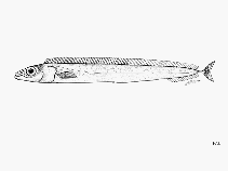 Image of Lepidopus manis (Ghost scabbardfish)