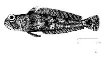 Image of Lindbergichthys mizops (Toad notie)