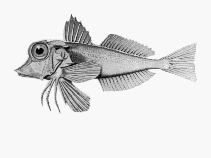 Image of Lepidotrigla modesta (Cocky gurnard)