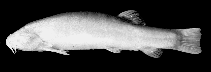 Image of Lepidocephalus spectrum 