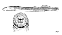 Image of Lethenteron zanandreai (Po brook lamprey)