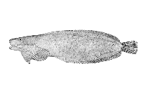 Image of Liparis cyclopus (Ribbon snailfish)
