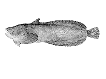 Image of Liparis greeni (Lobefin snailfish)