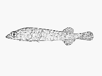 Image of Lissonanchus lusherae (Streaky clingfish)