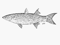 Image of Chelon tricuspidens (Striped mullet)