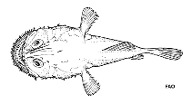 Image of Lophiodes triradiatus (Shortspine goosefish)