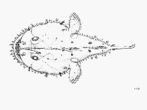 Image of Lophiodes kempi (Longspine African angler)