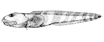 Image of Lycodes lavalaei (Newfoundland eelpout)