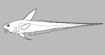 Image of Coelorinchus smithi (False graceful whiptail)