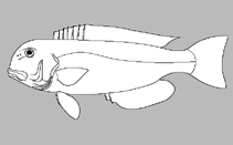Image of Hoplolatilus geo 