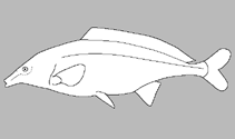 Image of Stomatorhinus puncticulatus 