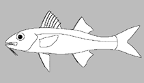 Image of Upeneus luzonius (Dark-barred goatfish)