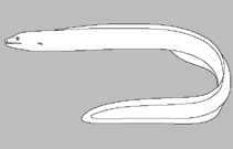Image of Gymnothorax pseudomelanosomatus (False black body moray eel)