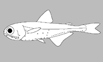 Image of Ceratoscopelus townsendi (Dogtooth lampfish)