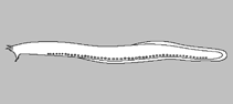 Image of Eptatretus wandoensis (5-gilled white mid-dorsal line hagfish)