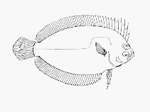 Image of Marleyella bicolorata (Comb flounder)