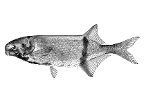 Image of Marcusenius cuangoanus 
