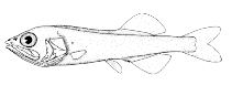 Image of Mentodus rostratus 