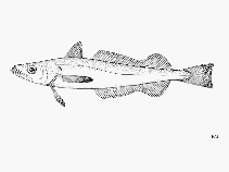 Image of Merluccius senegalensis (Senegalese hake)