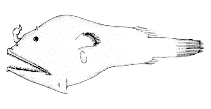 Image of Microlophichthys microlophus (Short-rod anglerfish)