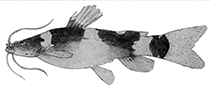 Image of Microglanis secundus 