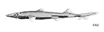 Image of Etmopterus sheikoi (Rasptooth dogfish)