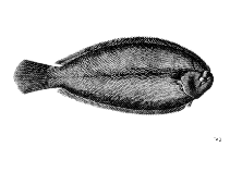 Image of Microchirus theophila (Bastard sole)