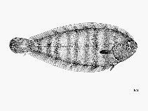 Image of Microchirus wittei (Banded sole)
