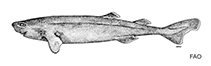 Image of Mollisquama parini (Pocket shark)